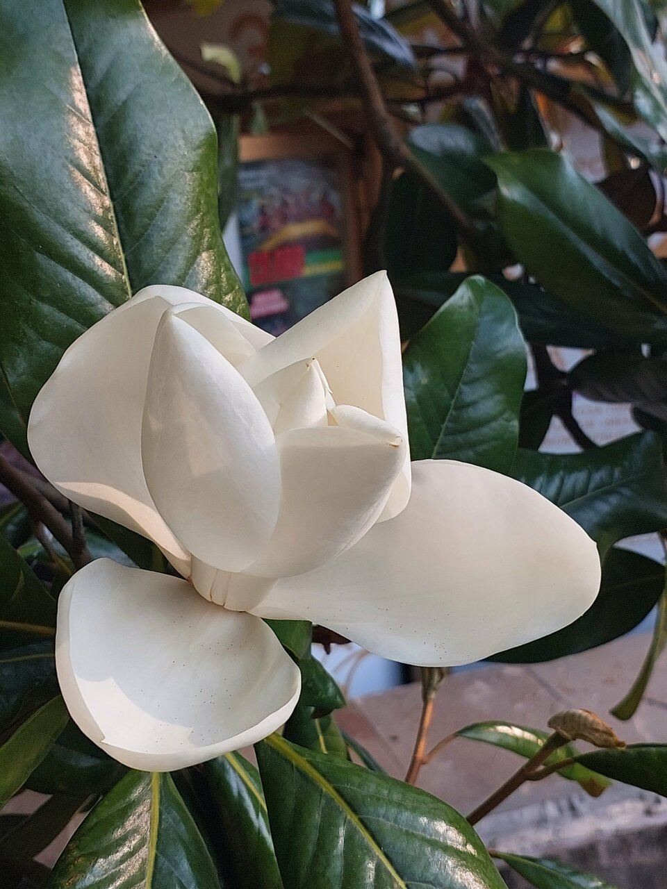 Гостиница Аквамарин Хоста-35